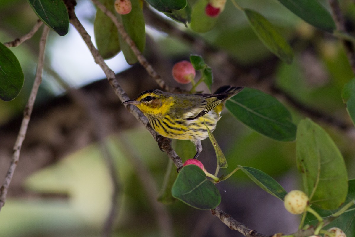 Cape May Warbler - ML135670871