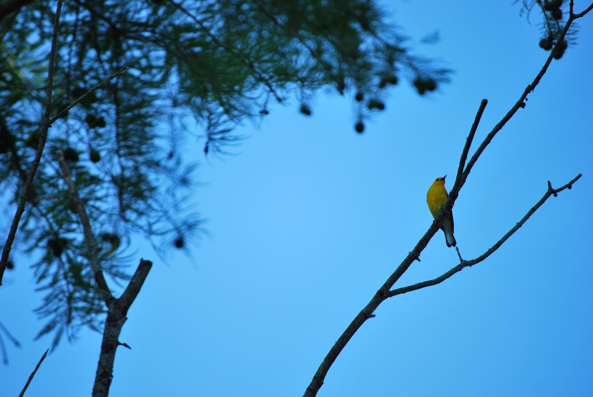 Prothonotary Warbler - Prashant A