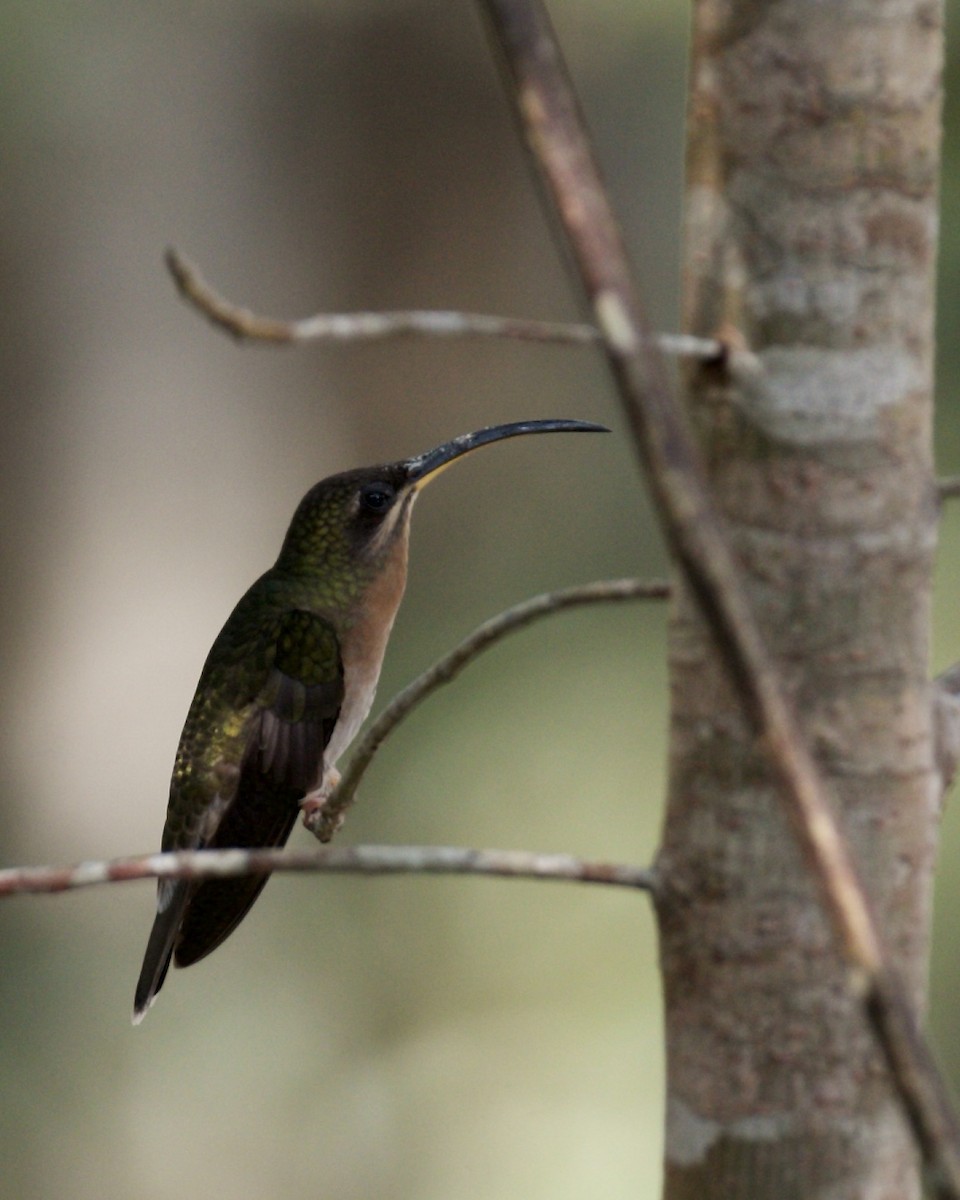 Rufous-breasted Hermit - ML135674651