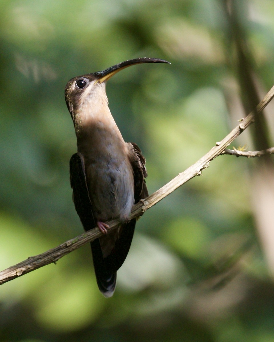 Rufous-breasted Hermit - ML135674661