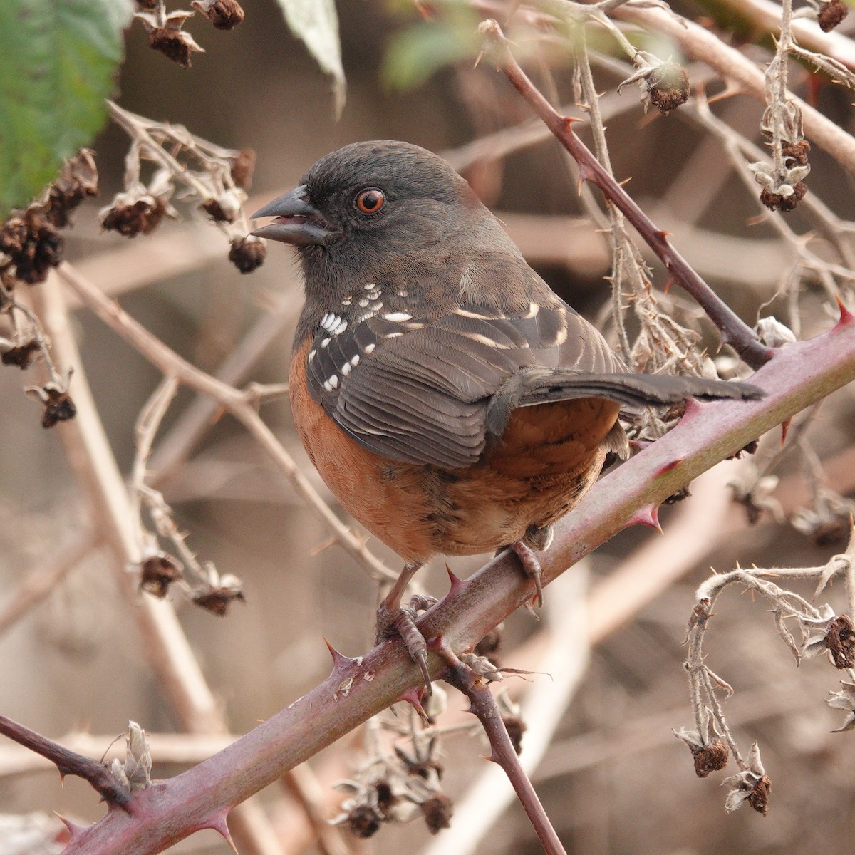 Spotted Towhee - ML135678671