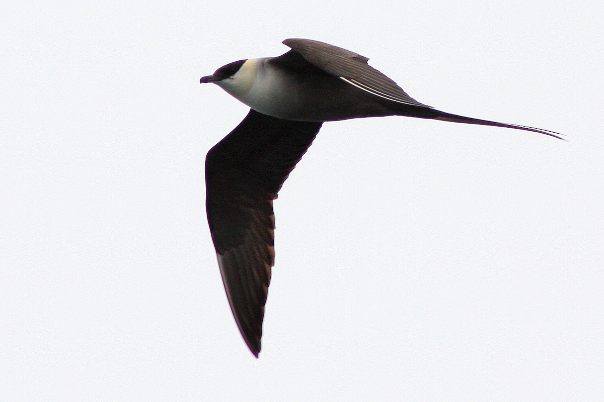Long-tailed Jaeger - ML135679741