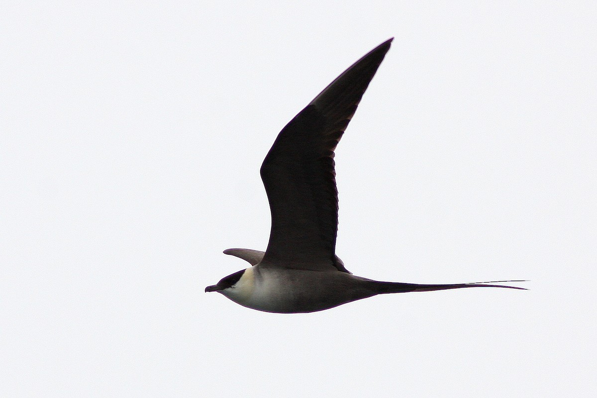 Long-tailed Jaeger - ML135679761