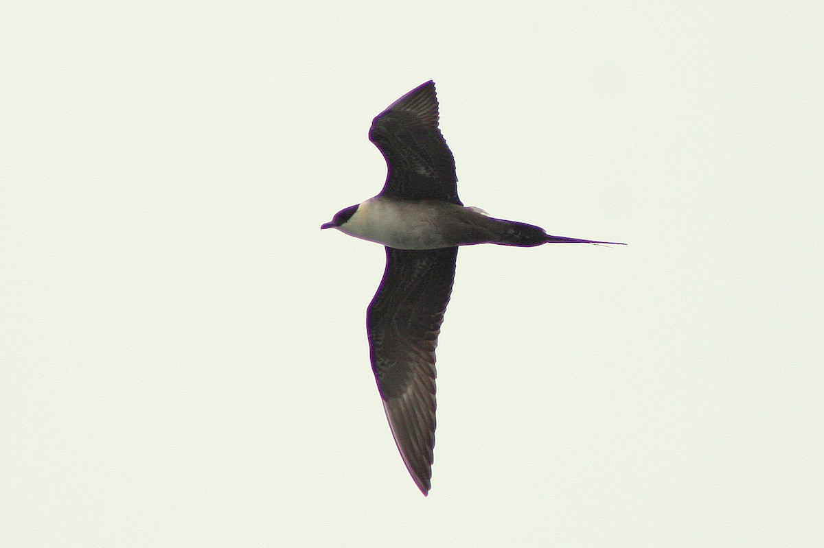 Long-tailed Jaeger - ML135679771