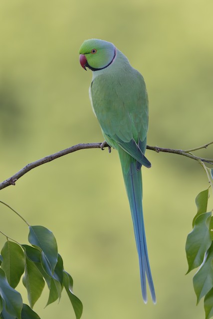 Green ring hot sale necked parakeet