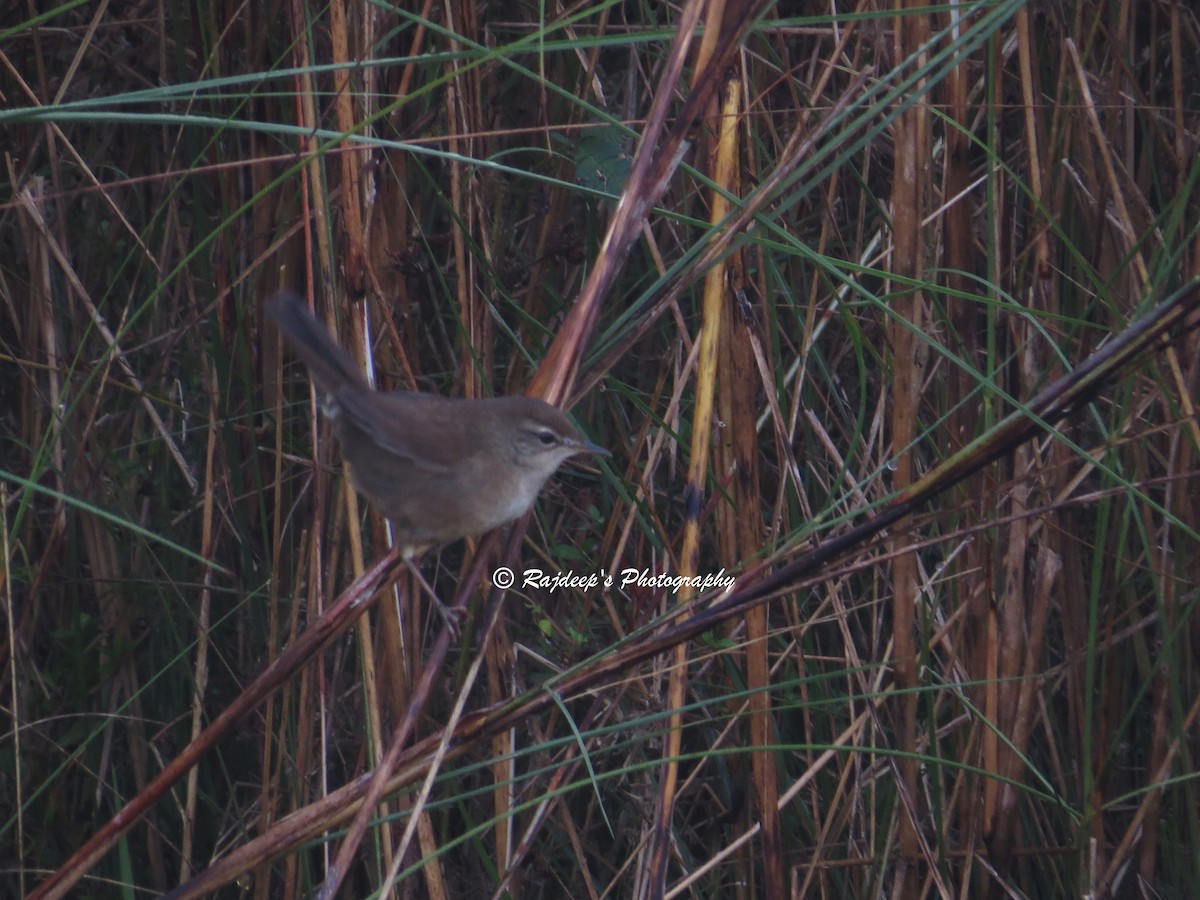 Baikal Bush Warbler - Rajdeep Mitra