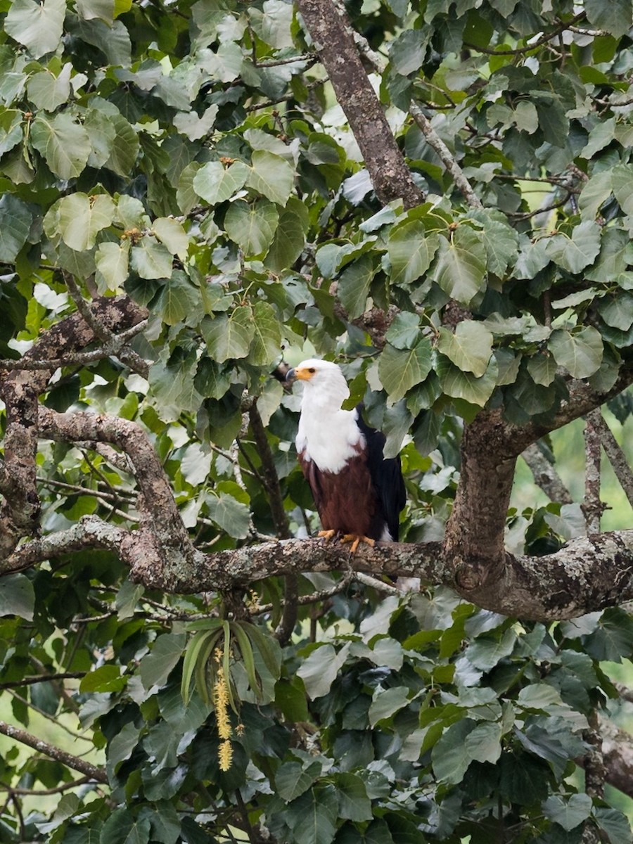 African Fish-Eagle - 宇杰 彭