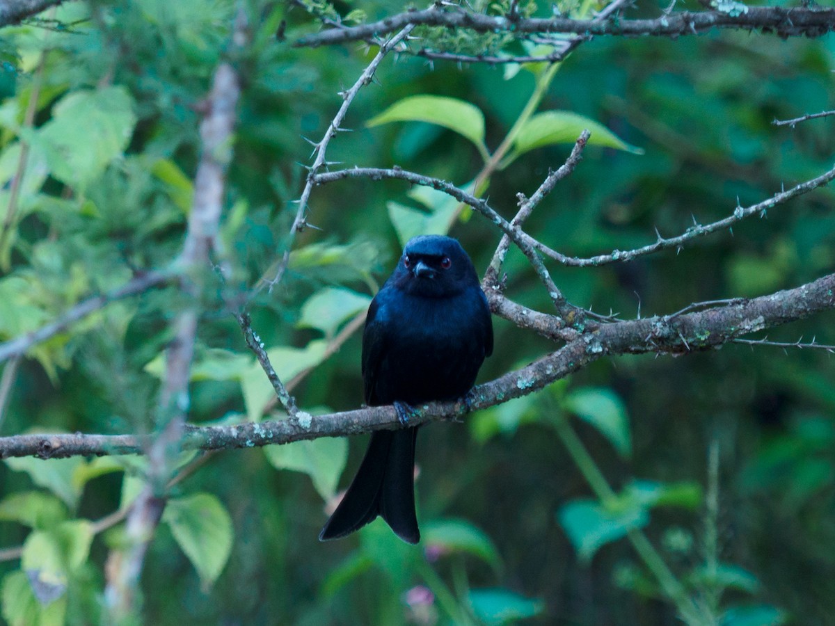 Fork-tailed Drongo - ML135681661