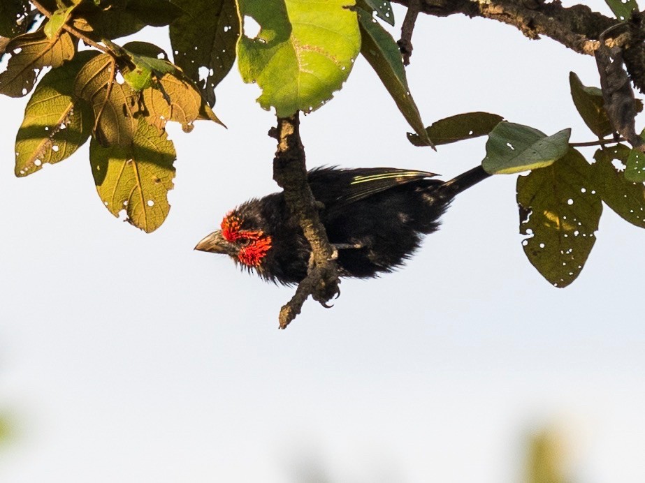 Red-faced Barbet - ML135683511