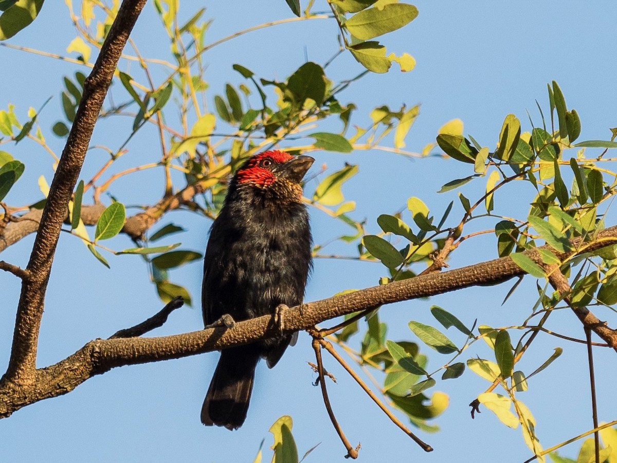 Red-faced Barbet - 宇杰 彭