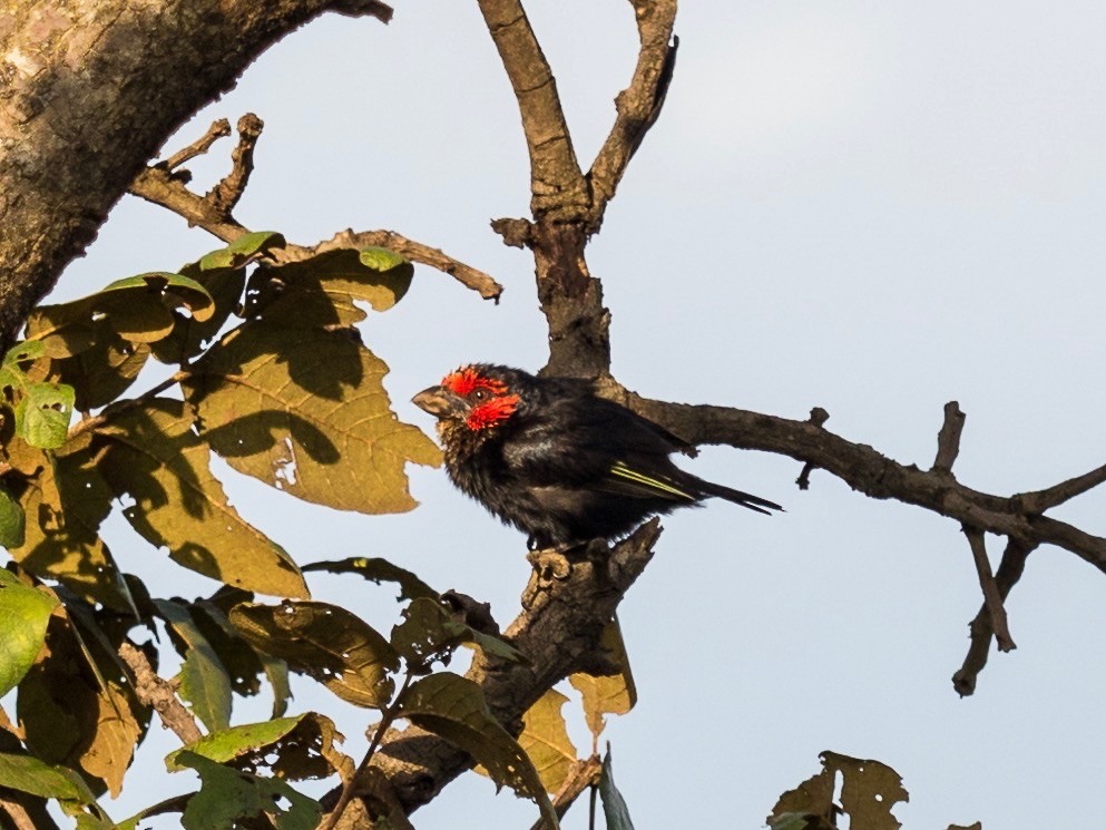 Red-faced Barbet - ML135683541