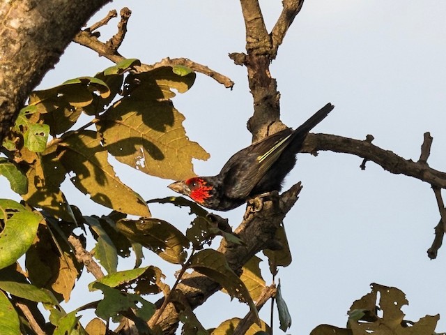 Red-faced Barbet