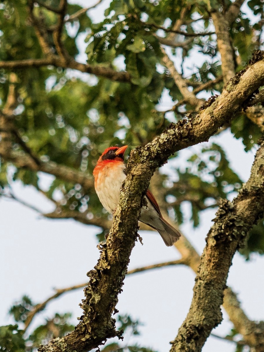 Red-headed Weaver - 宇杰 彭