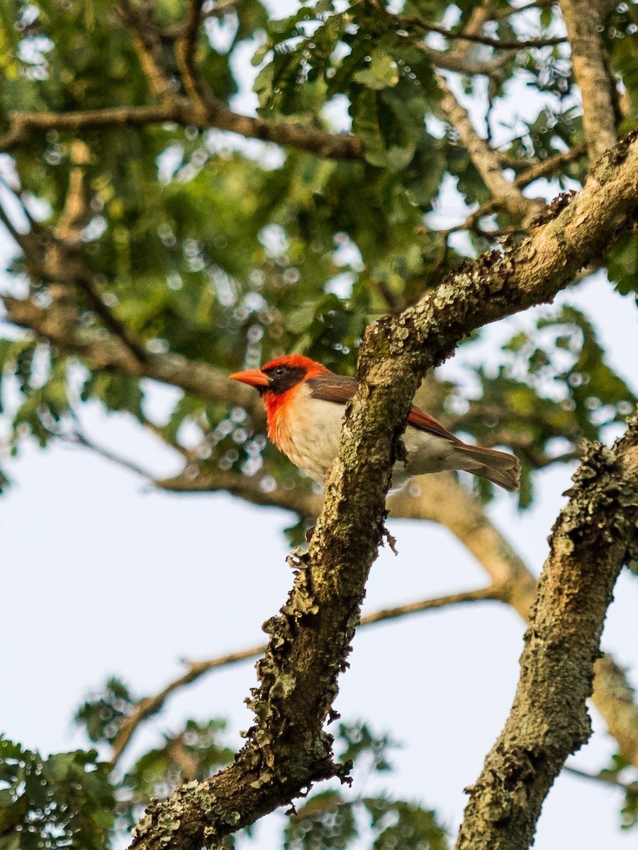 Red-headed Weaver - 宇杰 彭