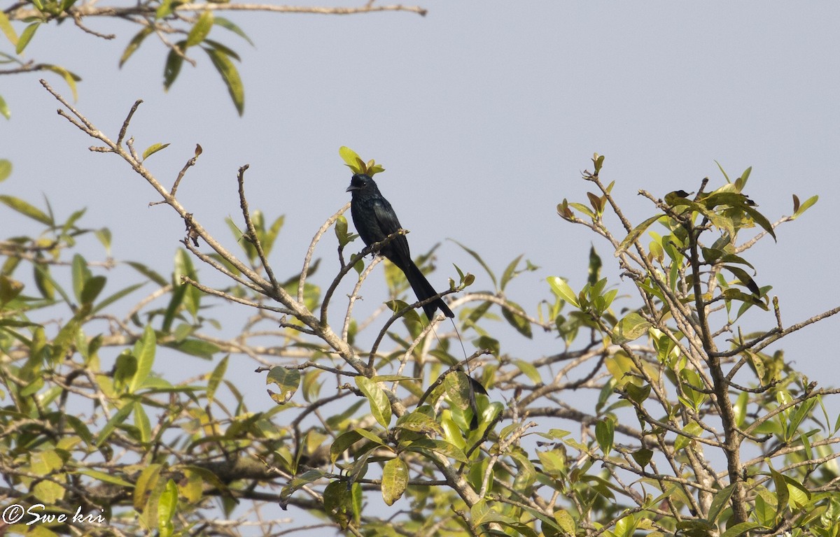 Greater Racket-tailed Drongo - ML135684581