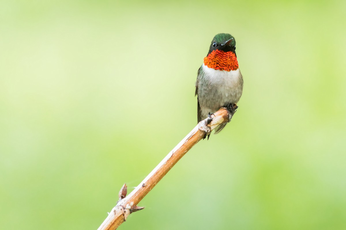 Ruby-throated Hummingbird - Brad Imhoff