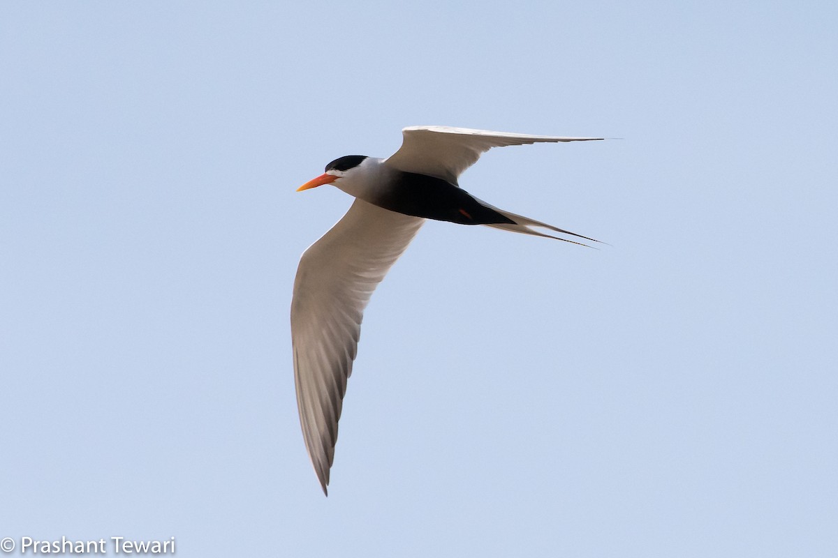 Black-bellied Tern - Prashant Tewari