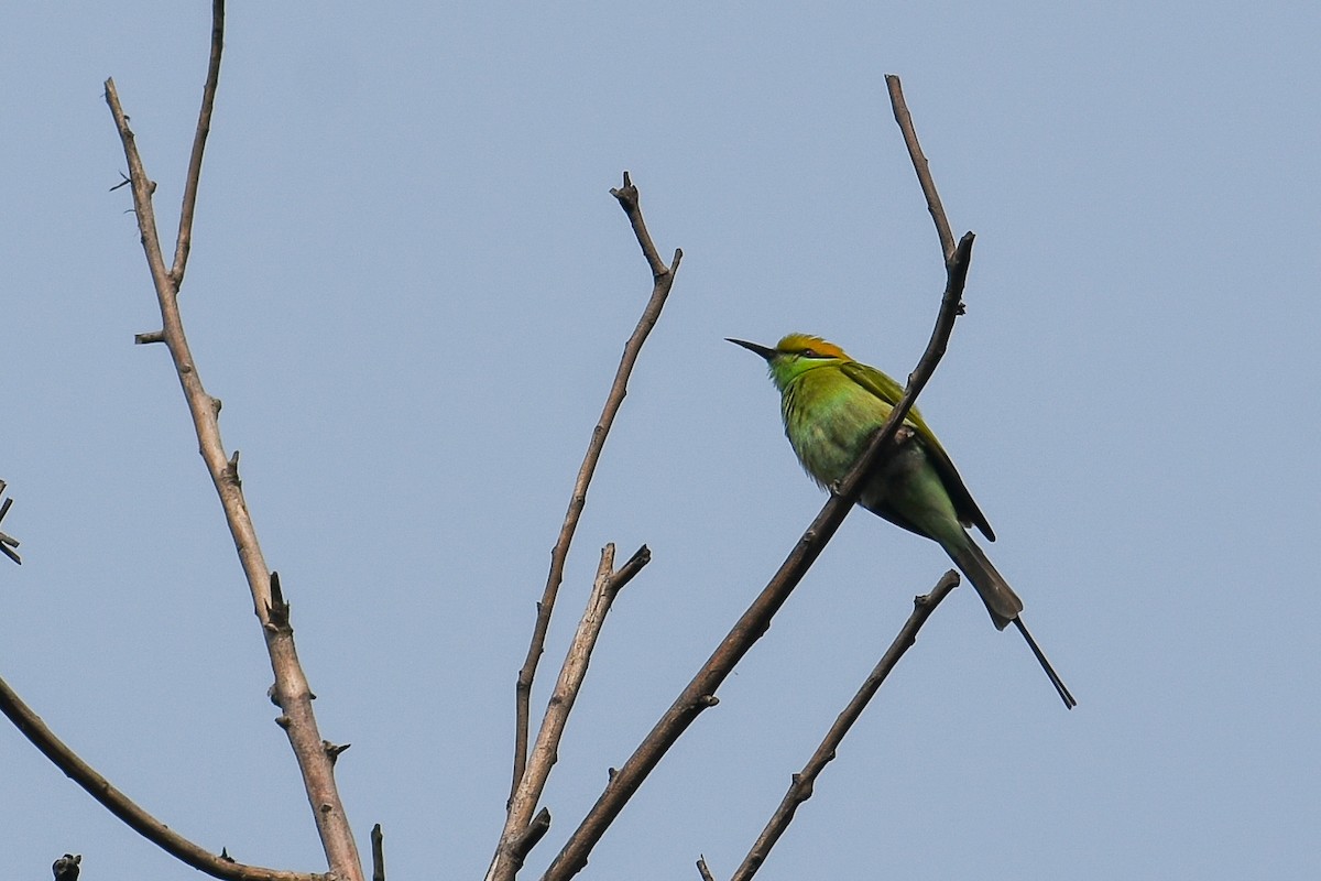 Asian Green Bee-eater - ML135691491