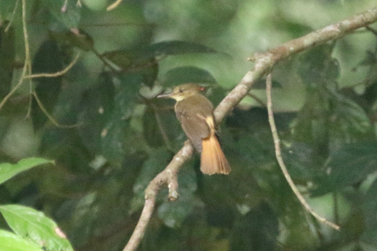 Tropical Royal Flycatcher (Northern) - Gil Ewing