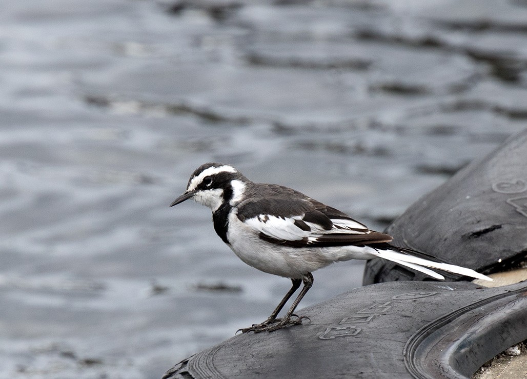 African Pied Wagtail - ML135696951