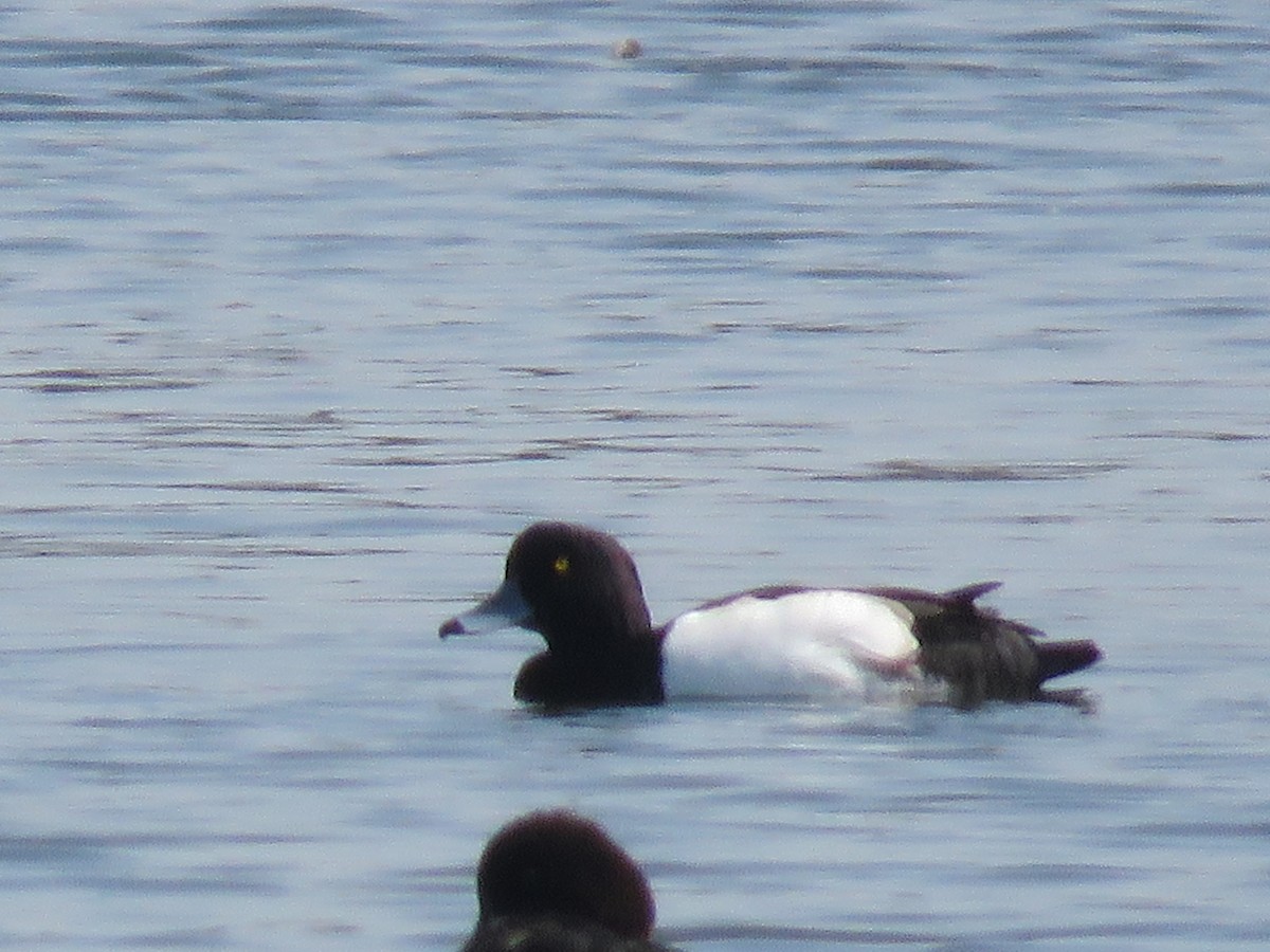Tufted Duck - 士訓 陳_Y