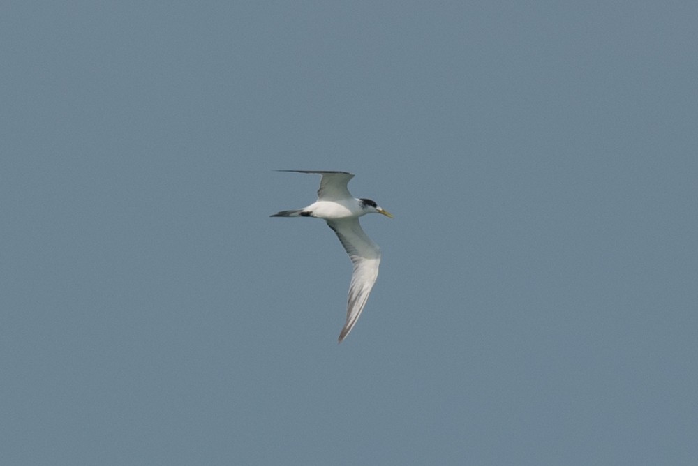 Great Crested Tern - Aaron Lang