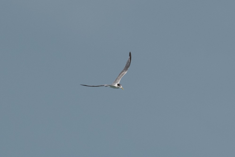 Great Crested Tern - ML135698331