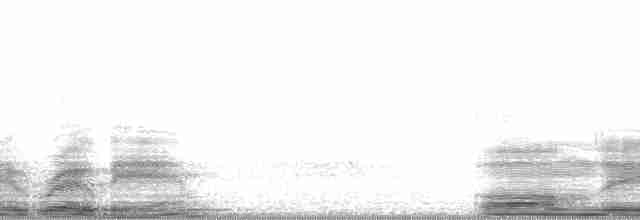 Эфиопский дрозд [группа abyssinicus] - ML13570