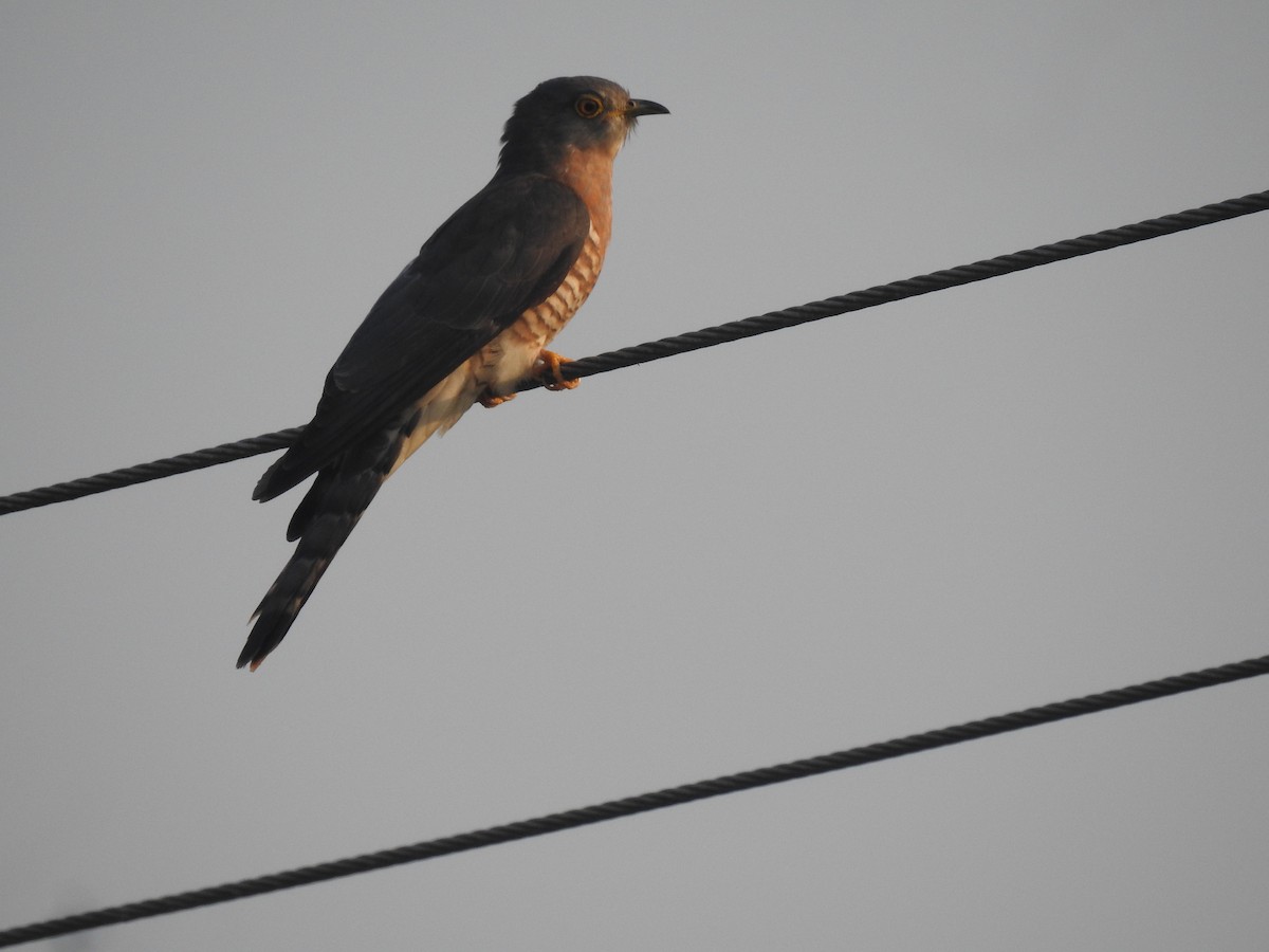 Common Hawk-Cuckoo - Sreedevi A
