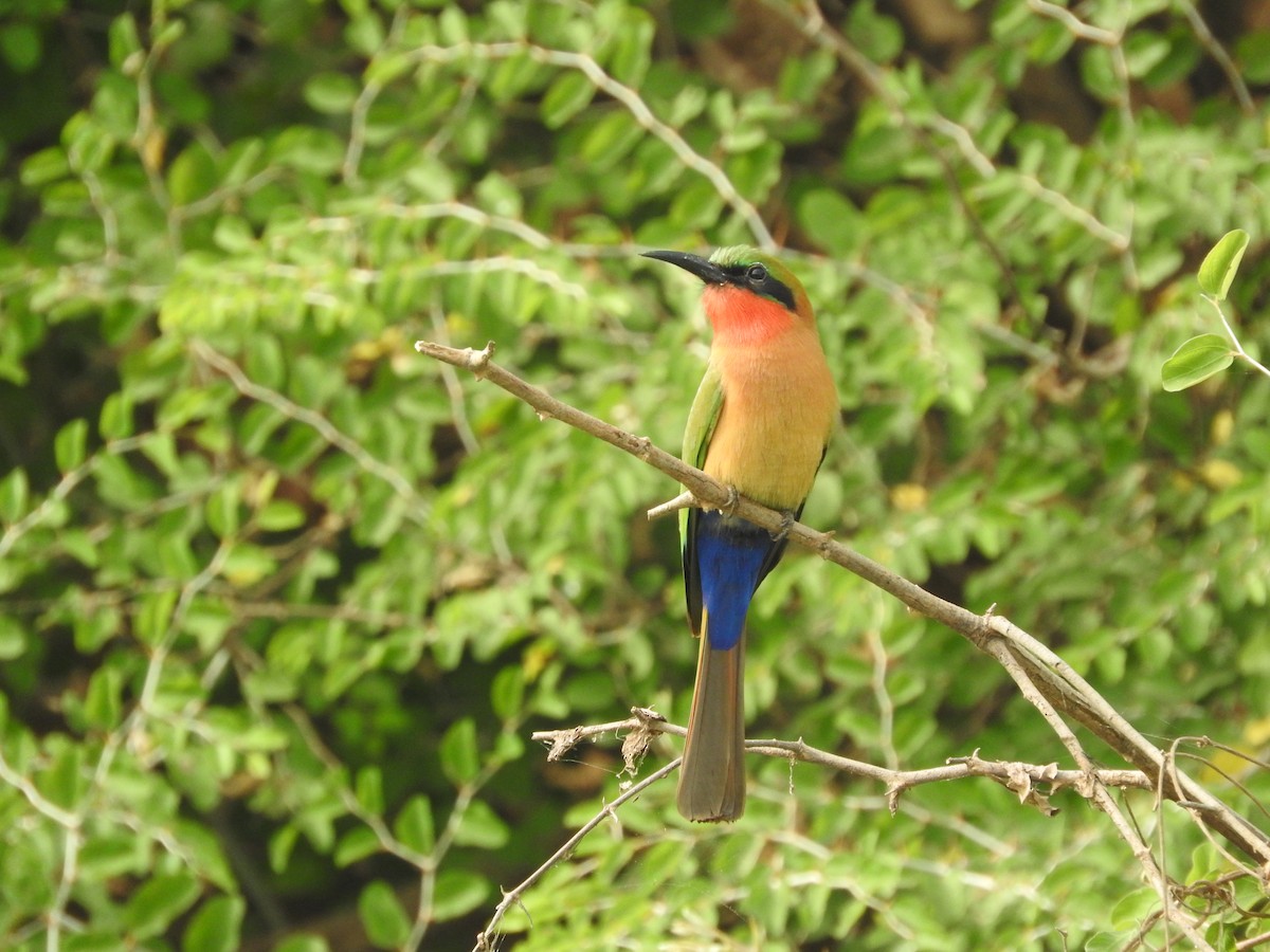 Red-throated Bee-eater - Eneko Azkue