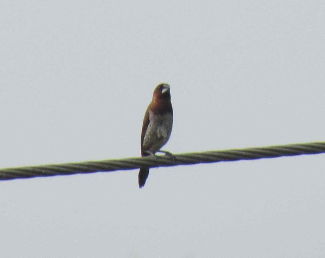 Scaly-breasted Munia - Dr George P J