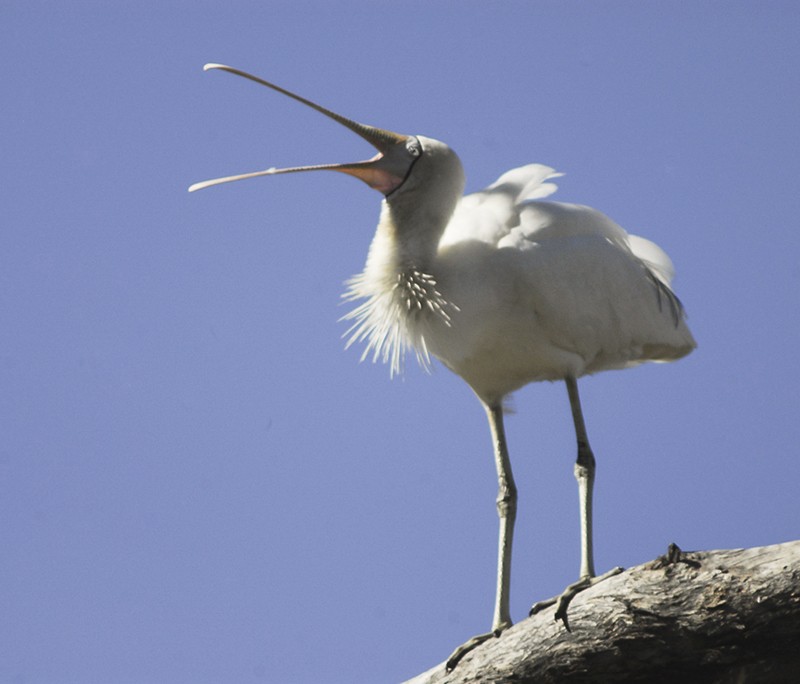 Yellow-billed Spoonbill - Narca Moore