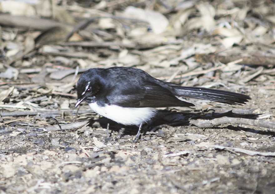 Willie-wagtail - Narca Moore