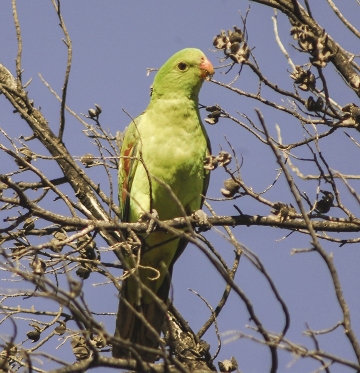 Red-winged Parrot - ML135711841