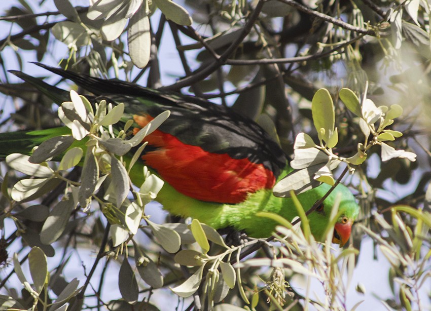 Red-winged Parrot - ML135711851