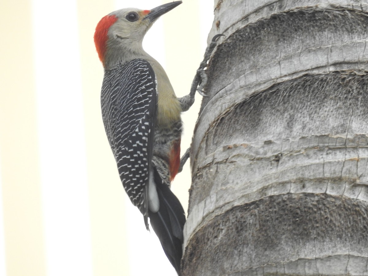 Golden-fronted Woodpecker (Velasquez's) - ML135712241