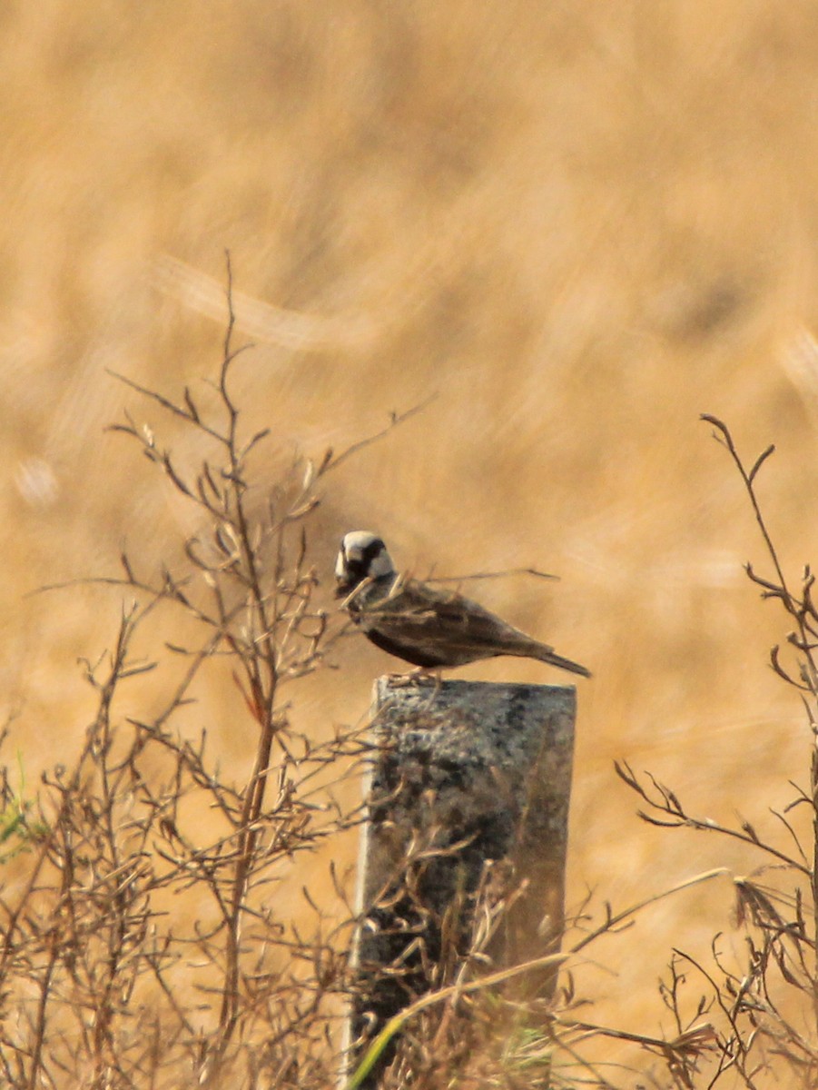 Ashy-crowned Sparrow-Lark - Vivek Sudhakaran
