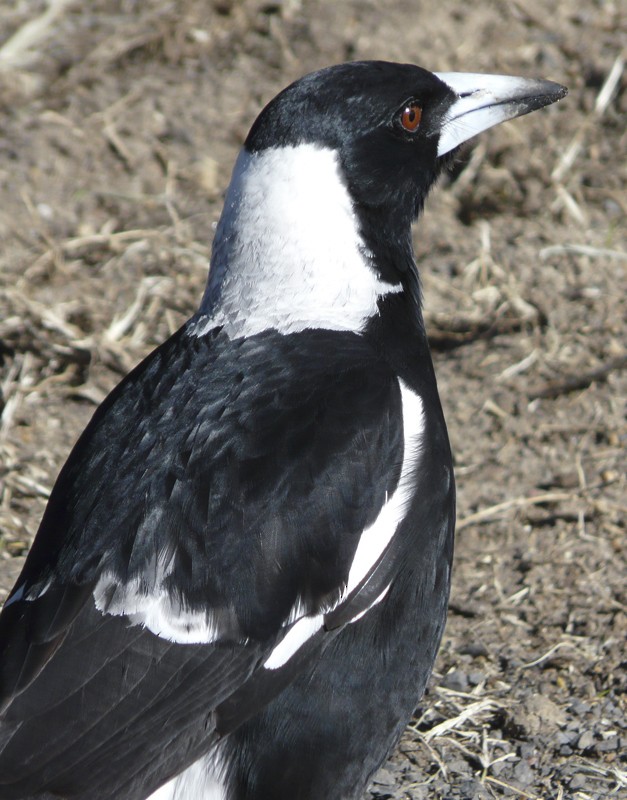 Australian Magpie (Black-backed) - Narca Moore