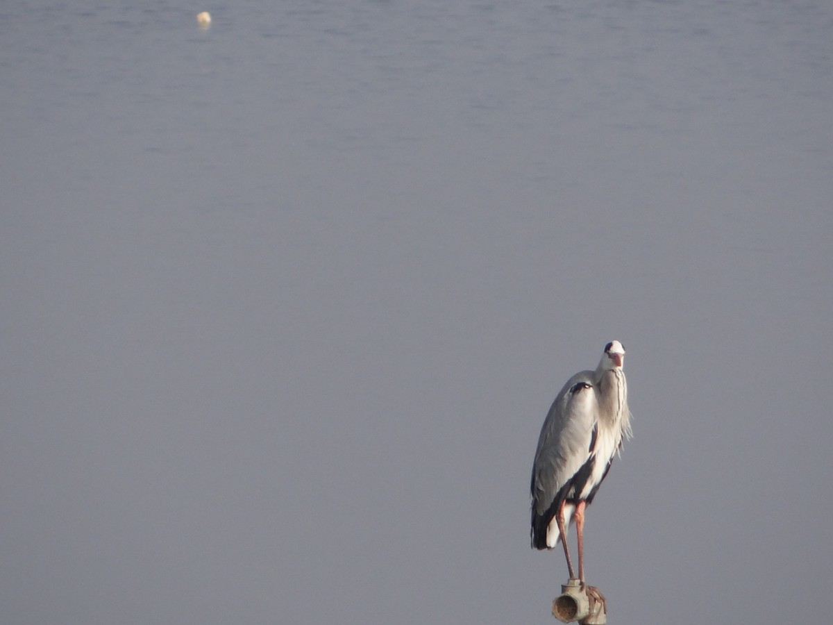 Gray Heron - Vidhya Sundar