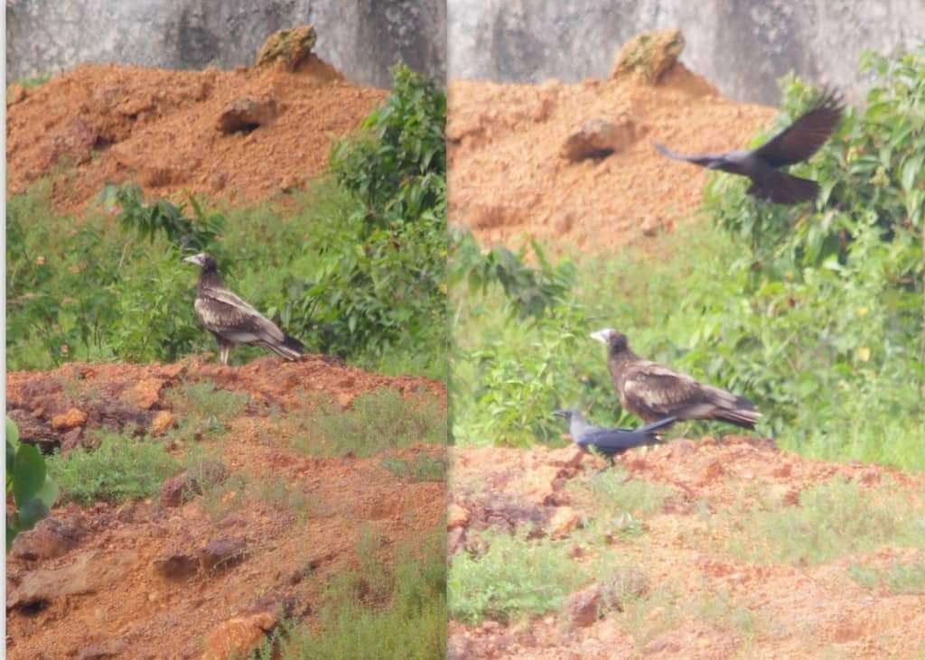 Egyptian Vulture - Kerala Birder (Group Account)