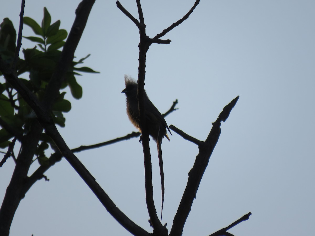 Speckled Mousebird - ML135717061