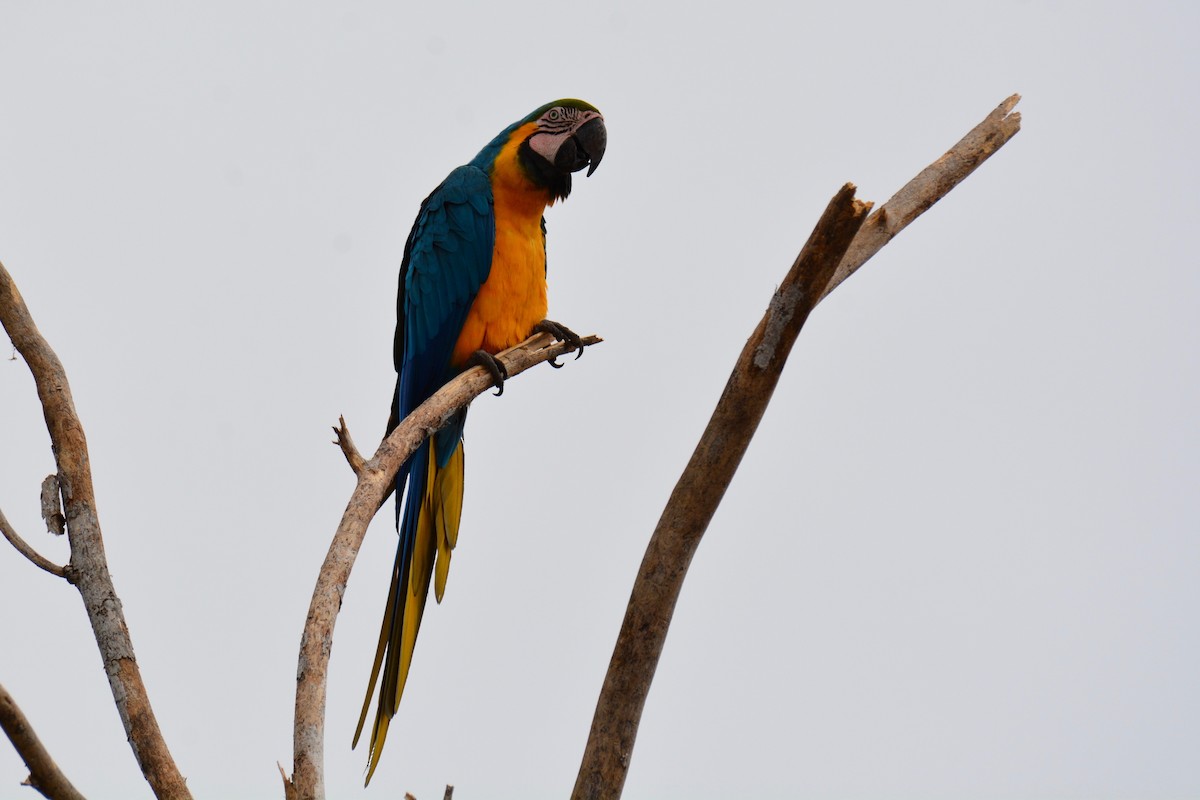 Blue-and-yellow Macaw - Will Brooks