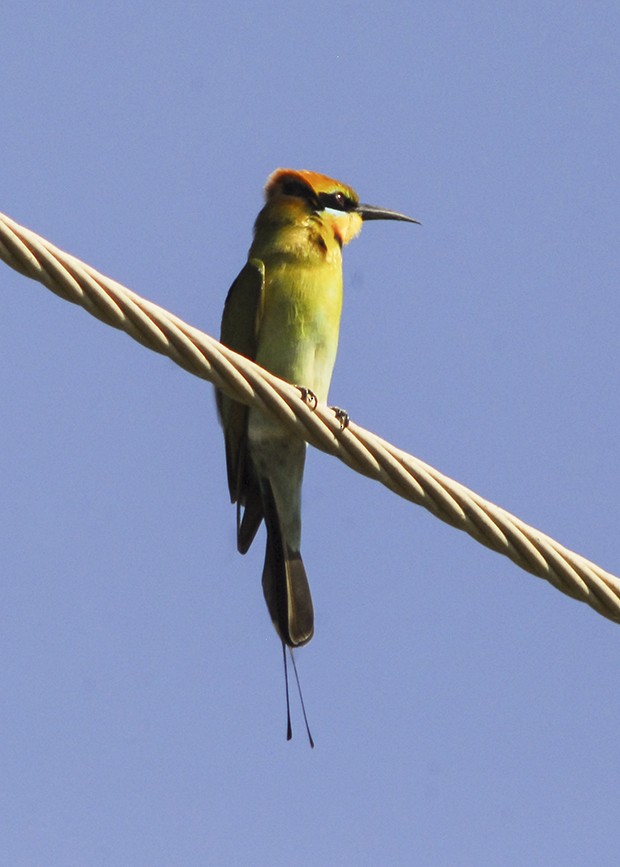 Rainbow Bee-eater - Narca Moore