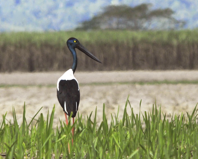 Black-necked Stork - Narca Moore
