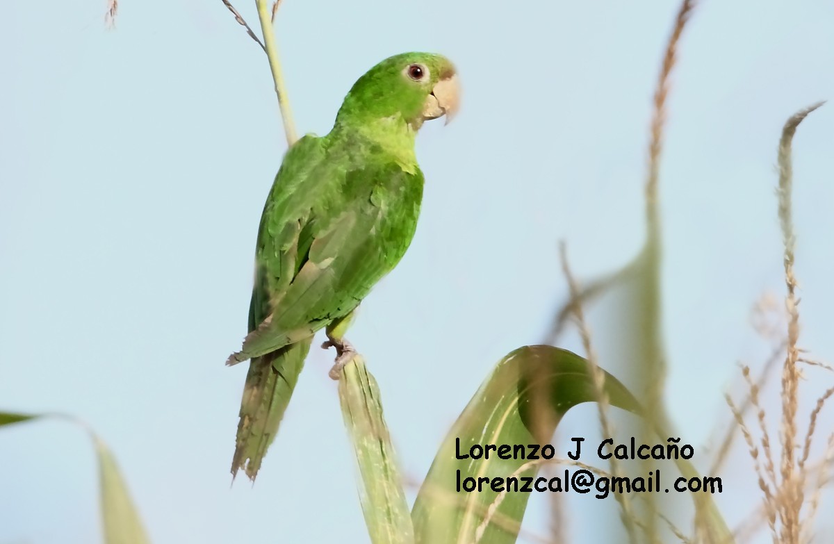 White-eyed Parakeet - Lorenzo Calcaño