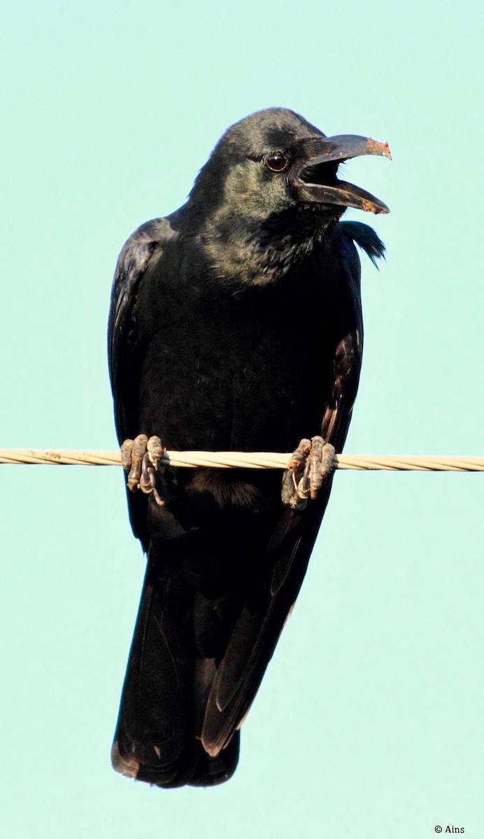 Large-billed Crow - ML135719921