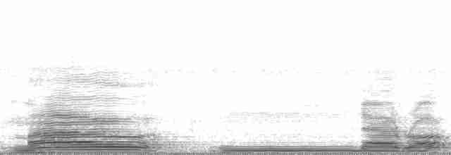 Эфиопский дрозд [группа abyssinicus] - ML13572