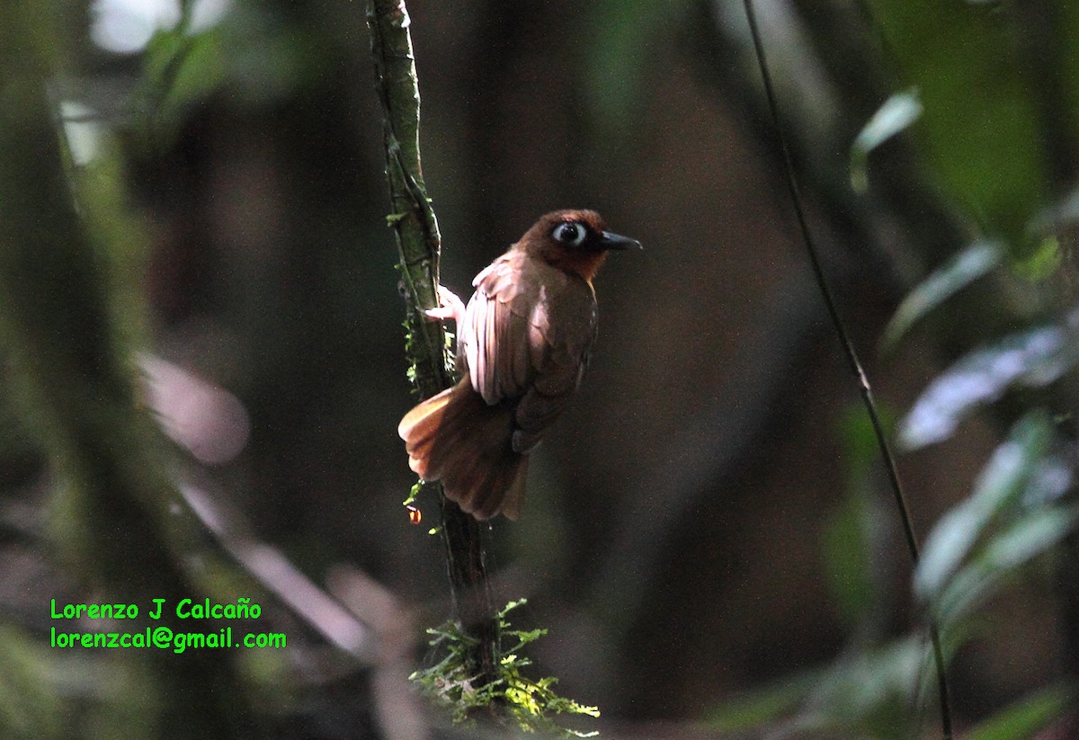 Rufous-throated Antbird - Lorenzo Calcaño