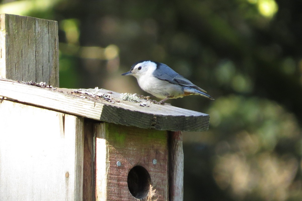 White-breasted Nuthatch - ML135720991