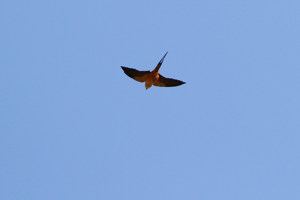 Rufous-chested Swallow - Christoph Moning